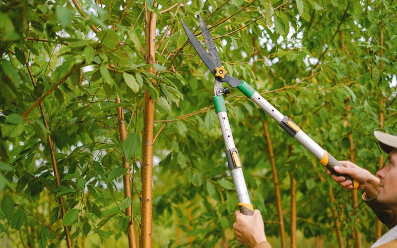 Tree trimming in Saint Ignatius, MT